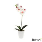Orhideja belo- roza v lončku 55 cm