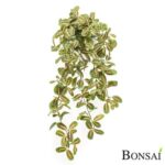 Plezalka Maranta 70 cm