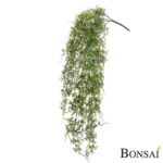 Plezalka praprot 80 cm UV