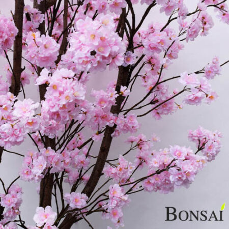 Češnja 150 cm do 300 cm