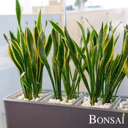 Beli kamni z UV zaščito