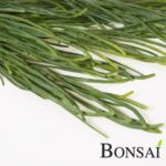 Umetna plezalka Rhipsalis 80cm