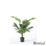 Palma Areka 90 cm