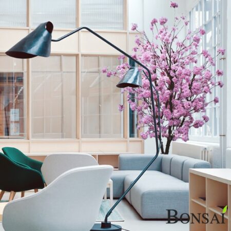 Češnja 150 cm do 300 cm