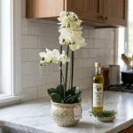 orhideja bela - aranžma 60