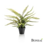 Praprot v lončku 55 cm