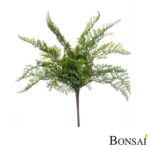 Praprot gozdna 40 cm