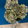 umetne hortenzije - zasnežene veje hortenzija