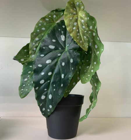 Begonia maculata v loncku polkadot