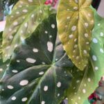 Begonija maculata 30 v lončku