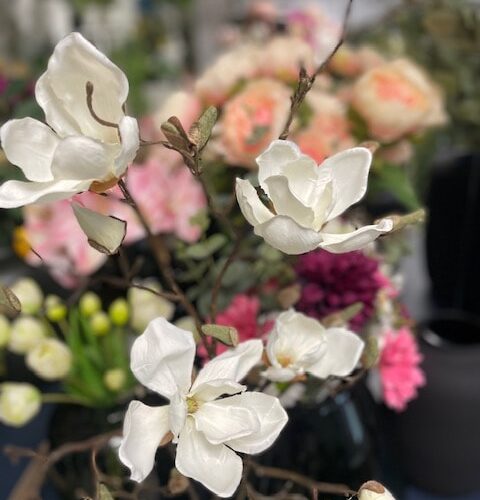 Magnolia veja bela