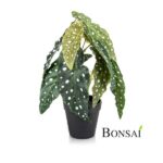 Begonija maculata 30 v lončku umetna