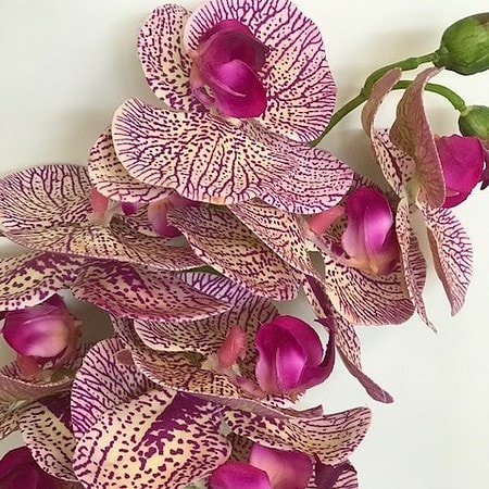 Umetna orhideja roza progasta