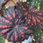 begonija vinsko rdeča 115 zoom