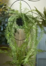 praprot 90cm v krogu viseč - umetne plezalke