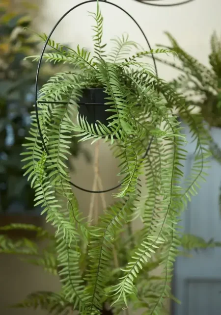 praprot 90cm v krogu viseč - umetne plezalke