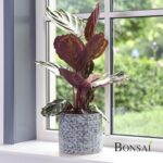 Cvetlični lonček Bali 15x18 -