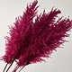Pampaška trava vijolična 100 by Bonsai