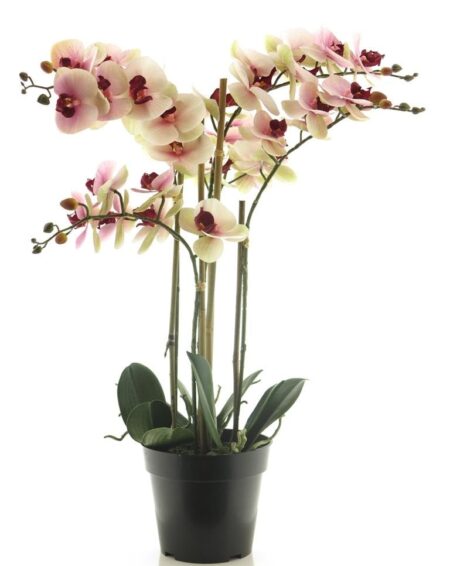 Umetna orhideja 60 cm belo roza x5