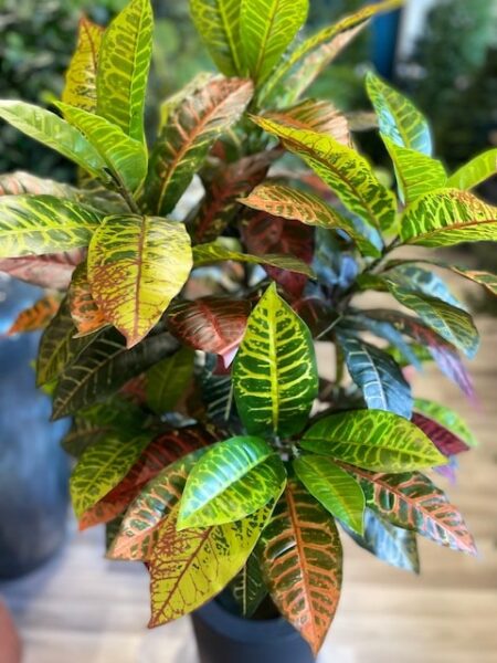 Umetni Kroton - Croton umetna rastlina
