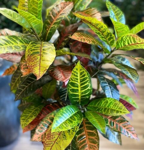 Umetni Kroton - Croton umetna rastlina