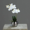 Orhideja bela v srebrnem lončku 25