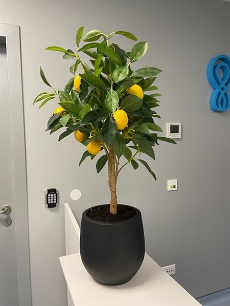 Umetna limona v lončku
