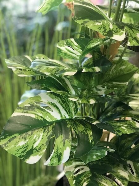 Umetna monstera variegata