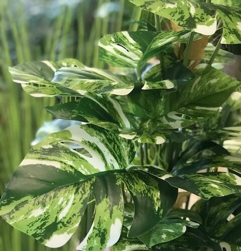 Umetna monstera variegata