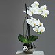 Orhideja bela 50 cm v srebrnem lončku