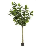 Ficus Lyrata Figa 300cm