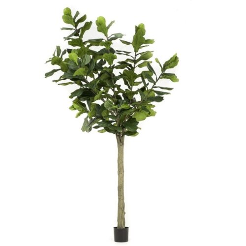 Ficus Lyrata Figa 300cm