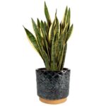 Cvetlični lonček Benjamin okrasni lonci za rože glineni Bonsai Trzin