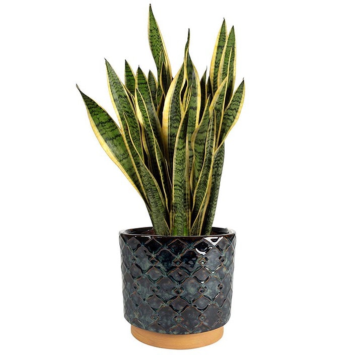 Cvetlični lonček Benjamin okrasni lonci za rože glineni Bonsai Trzin