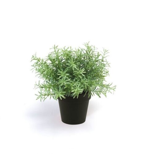 Rožmarin v lončku 22