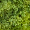 zelene stene mahovnate