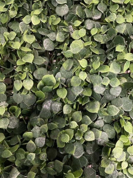 zeleni panel eukaliptus