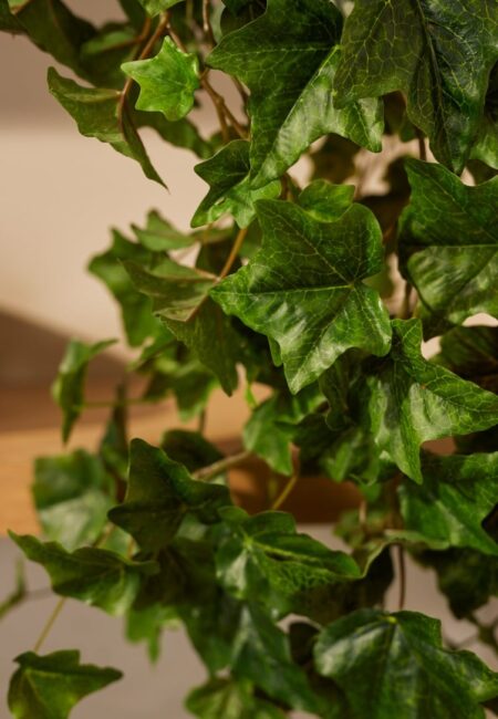 umetni bršljan - umetne plezalke