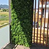 umetna zelena stena green wall zunanja Šeflera Bonsai