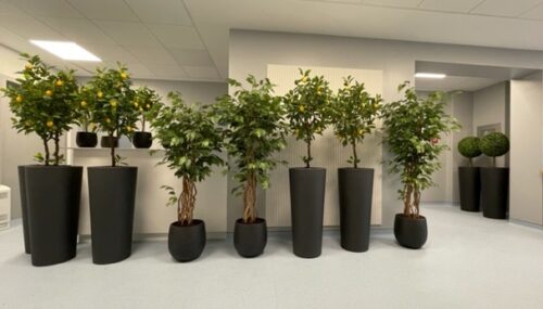 umetne rastline by Bonsai - reference