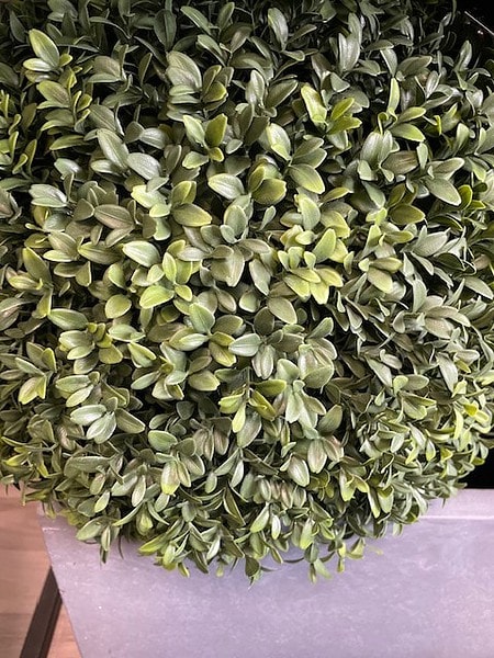 umetni pušpan Bux Buxus