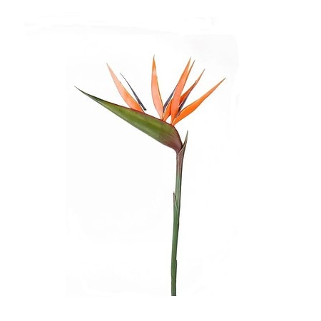Strelicija 90 cm - umetno cvetje