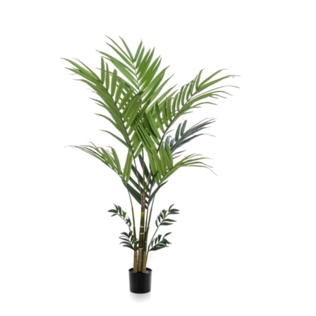 Kentia palma 180cm