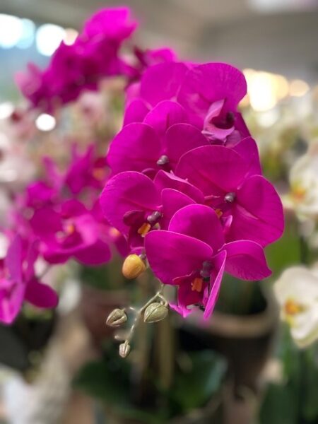 Umetna orhideja roza v lončku x3 60cm