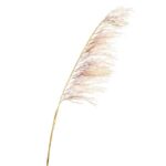 Pampas veja krem 125 cm