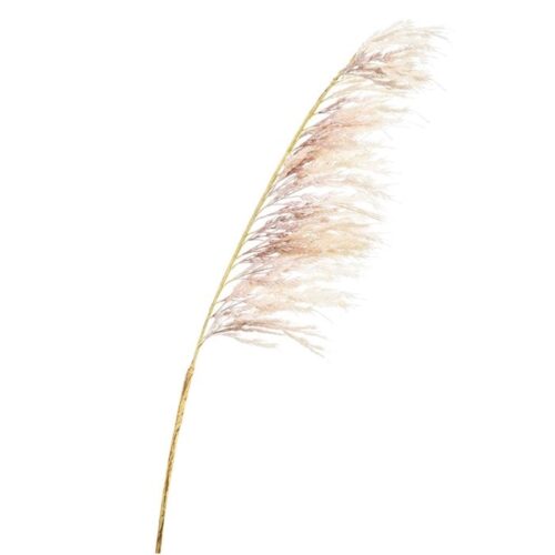 Pampas veja krem 125 cm