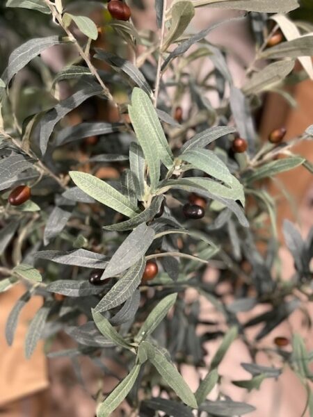 Umetna oljka 140 cm listi in plodovi