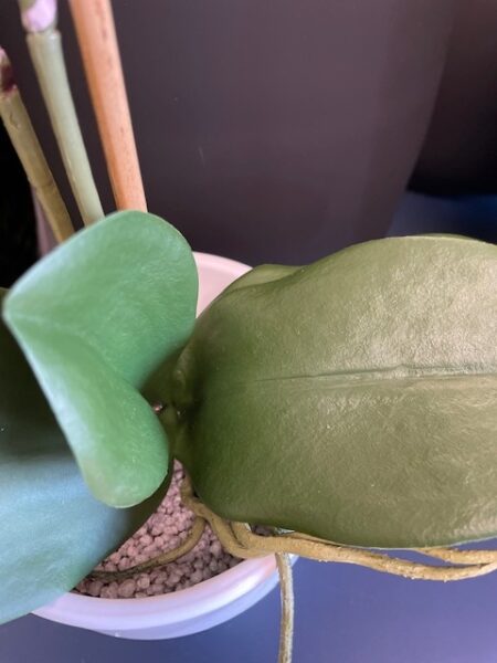 umetna orhideja listi