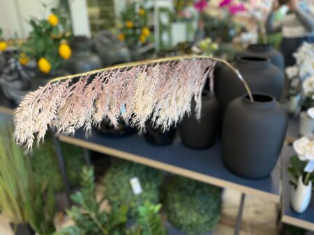 pampaška trava by Bonsai