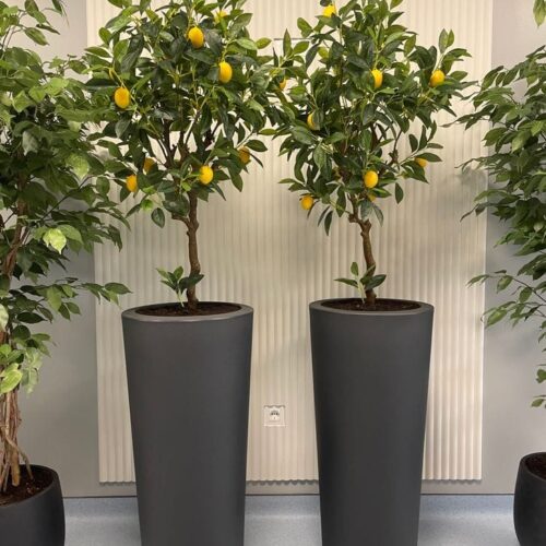 umetne limone v okrasnih loncih Bonsai